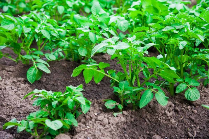 Diagnose Soil Problems: 25 Warning Signs & Eco-Friendly Fixes