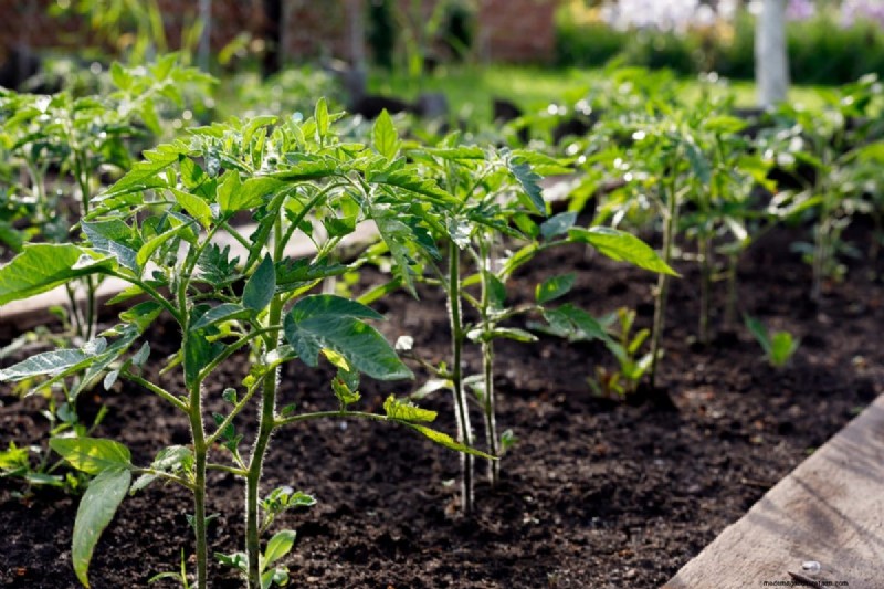 Diagnose Soil Problems: 25 Warning Signs & Eco-Friendly Fixes