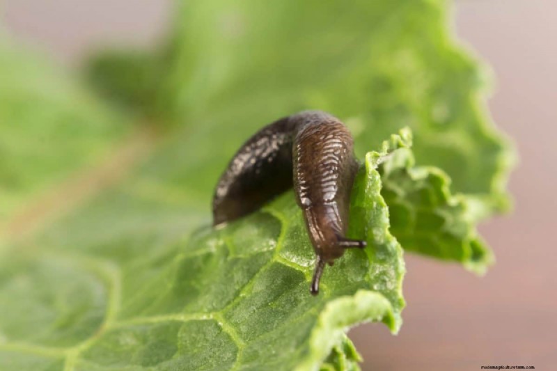Diagnose Soil Problems: 25 Warning Signs & Eco-Friendly Fixes