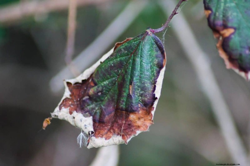 Diagnose Soil Problems: 25 Warning Signs & Eco-Friendly Fixes