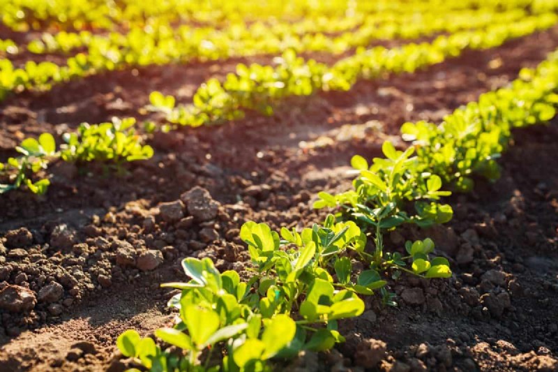 Diagnose Soil Problems: 25 Warning Signs & Eco-Friendly Fixes
