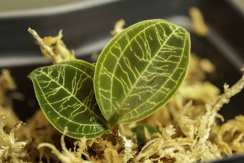 Container Plant Care: 22 Decorative Elements to Avoid