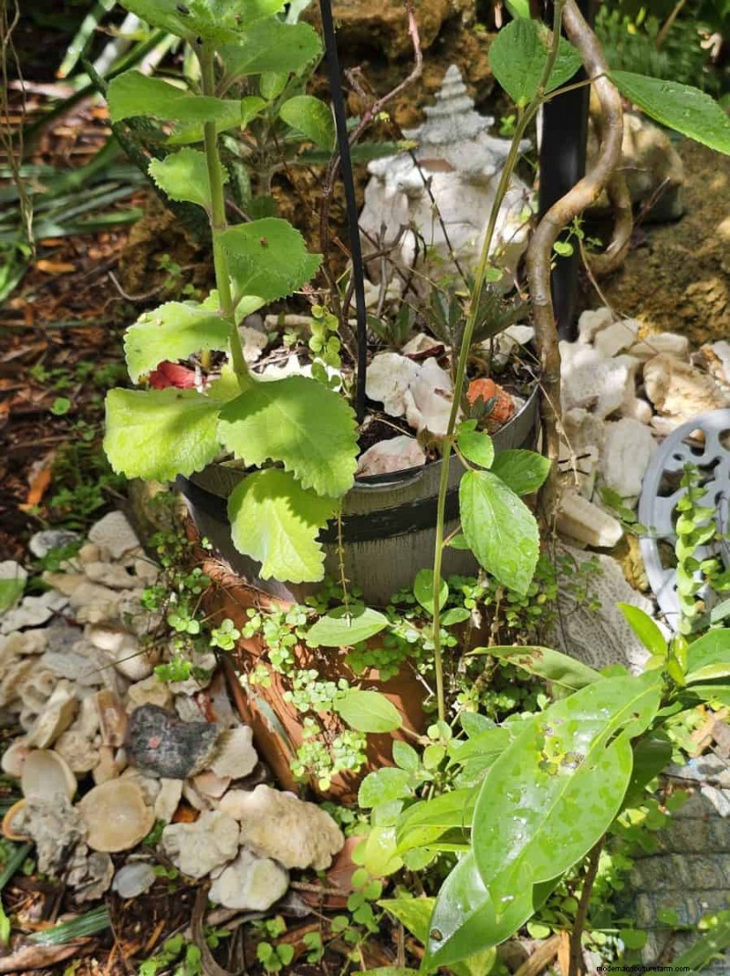 Container Plant Care: 22 Decorative Elements to Avoid