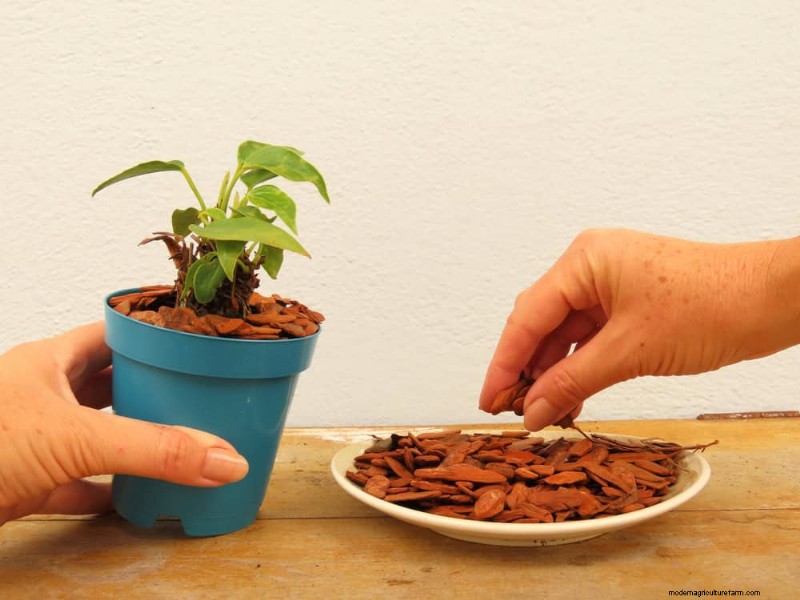 Container Plant Care: 22 Decorative Elements to Avoid