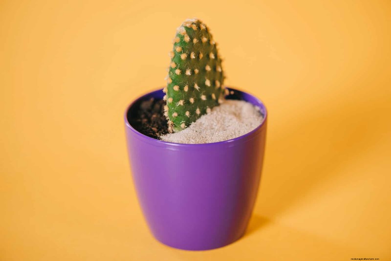 Container Plant Care: 22 Decorative Elements to Avoid