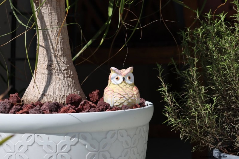 Container Plant Care: 22 Decorative Elements to Avoid