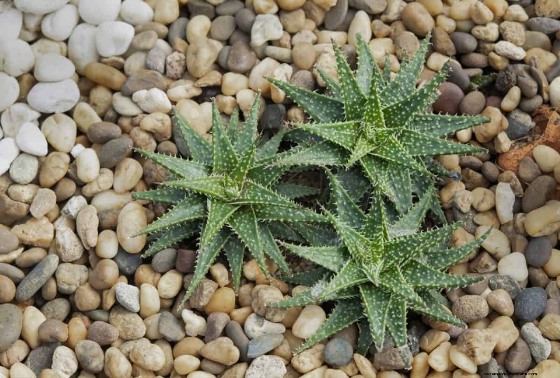 Container Plant Care: 22 Decorative Elements to Avoid