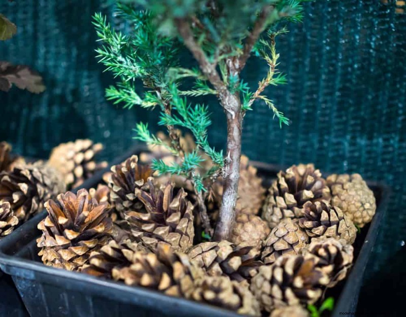 Container Plant Care: 22 Decorative Elements to Avoid