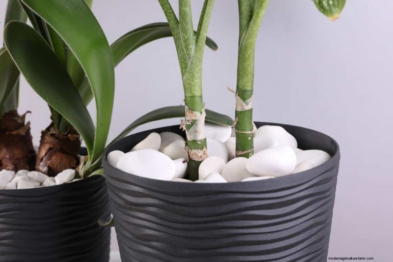 Container Plant Care: 22 Decorative Elements to Avoid