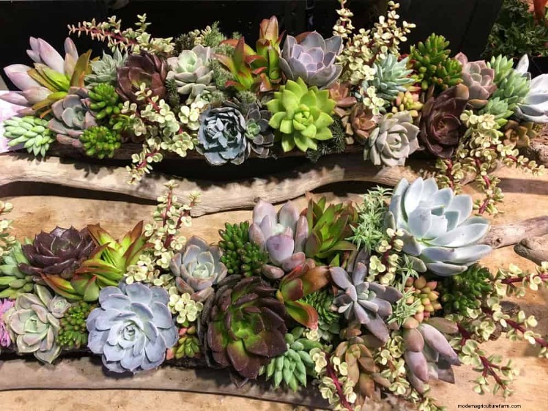 Container Plant Care: 22 Decorative Elements to Avoid