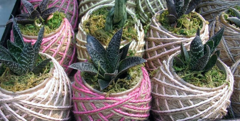 Container Plant Care: 22 Decorative Elements to Avoid
