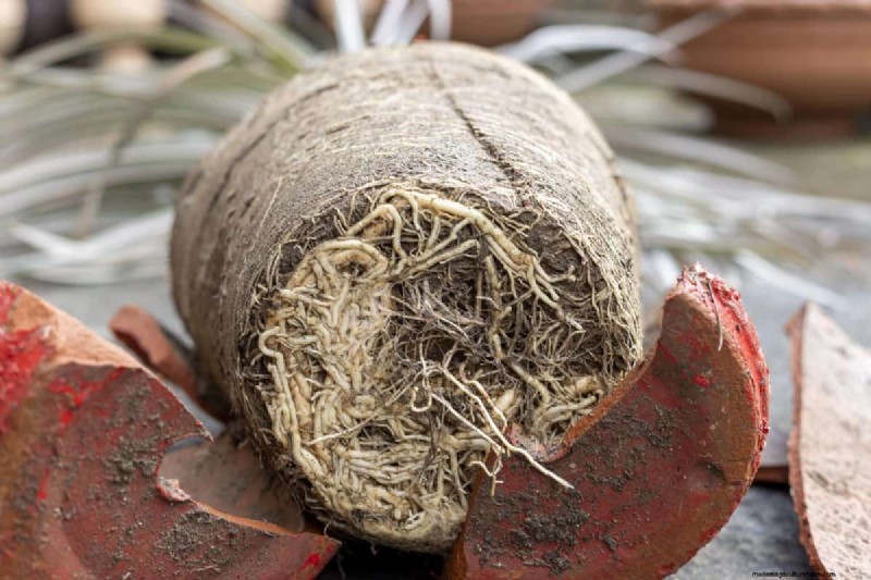 21 Signs Your Moisture-Loving Plants Need Repotting