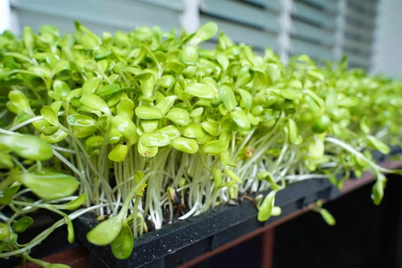 21 Signs Your Moisture-Loving Plants Need Repotting