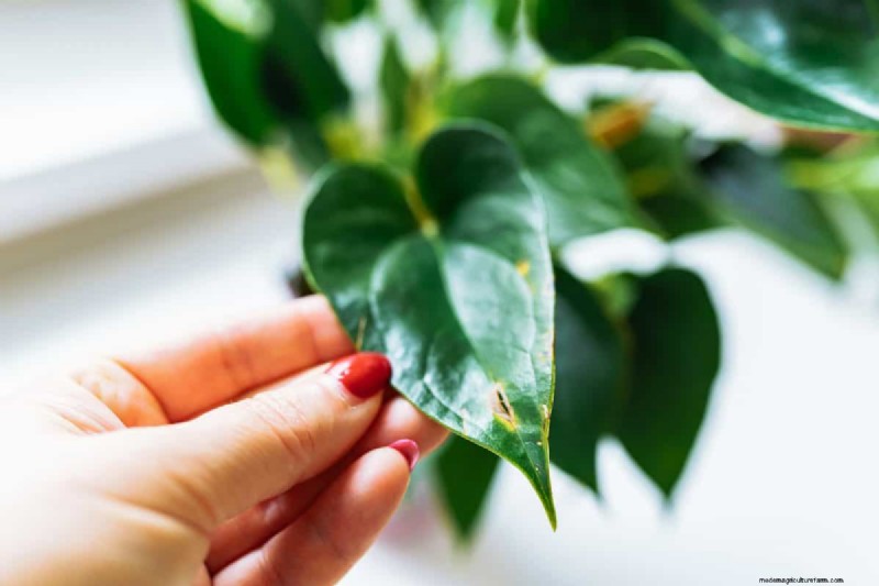 21 Signs Your Moisture-Loving Plants Need Repotting