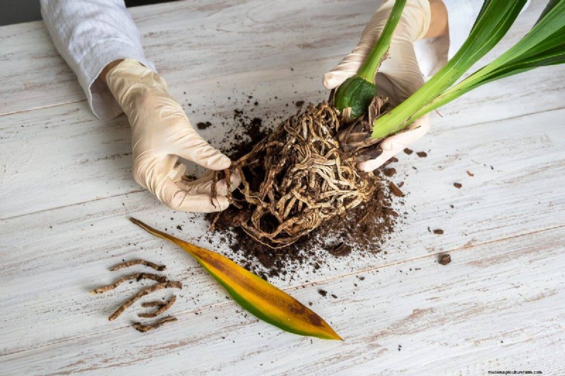 21 Signs Your Moisture-Loving Plants Need Repotting