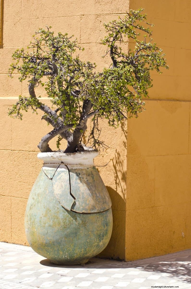 21 Signs Your Moisture-Loving Plants Need Repotting