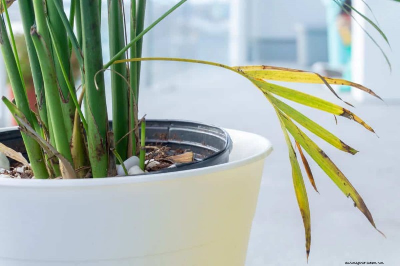 21 Signs Your Moisture-Loving Plants Need Repotting