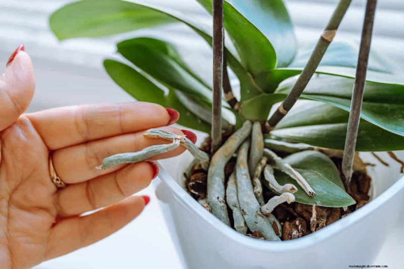 21 Signs Your Moisture-Loving Plants Need Repotting