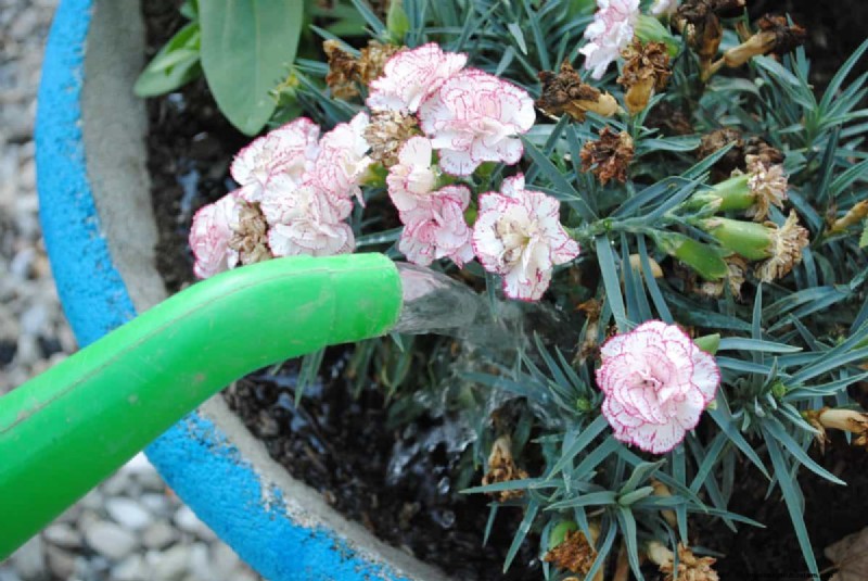 21 Signs Your Moisture-Loving Plants Need Repotting
