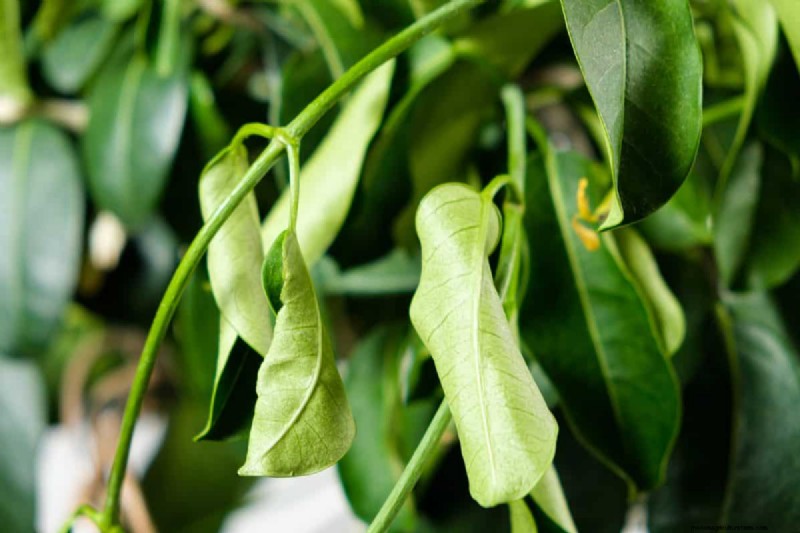 21 Signs Your Moisture-Loving Plants Need Repotting
