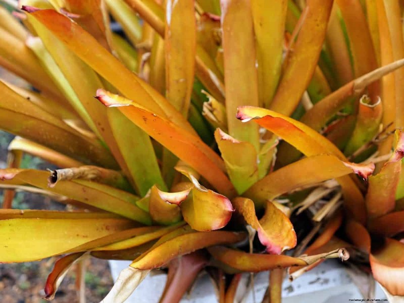 21 Signs Your Moisture-Loving Plants Need Repotting