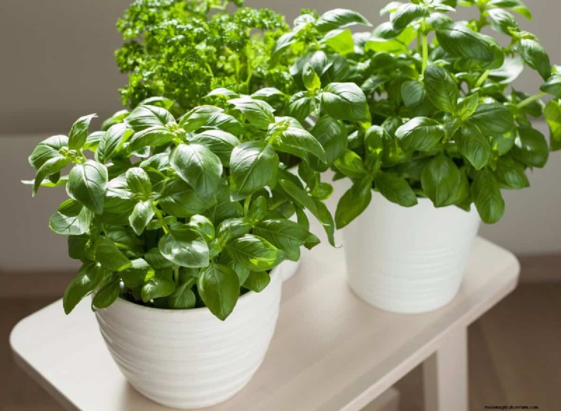 21 Signs Your Moisture-Loving Plants Need Repotting