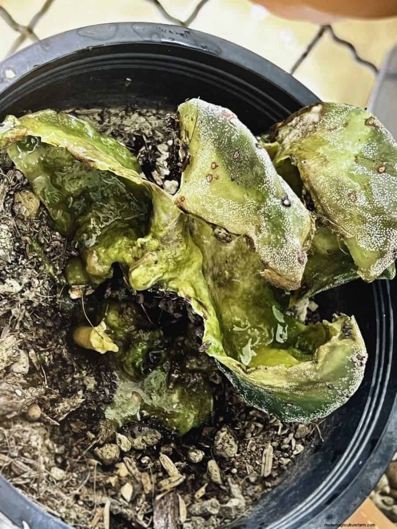 21 Signs Your Moisture-Loving Plants Need Repotting