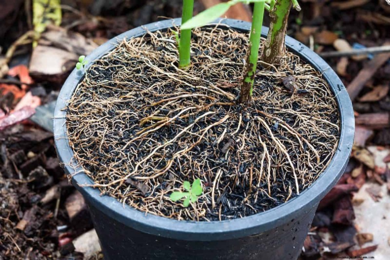 21 Signs Your Moisture-Loving Plants Need Repotting