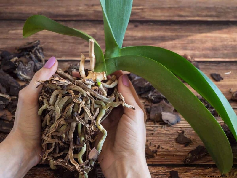 21 Signs Your Moisture-Loving Plants Need Repotting