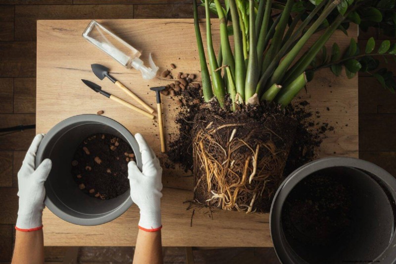 21 Signs Your Moisture-Loving Plants Need Repotting