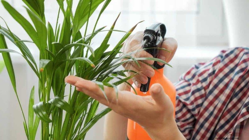 21 Signs Your Moisture-Loving Plants Need Repotting