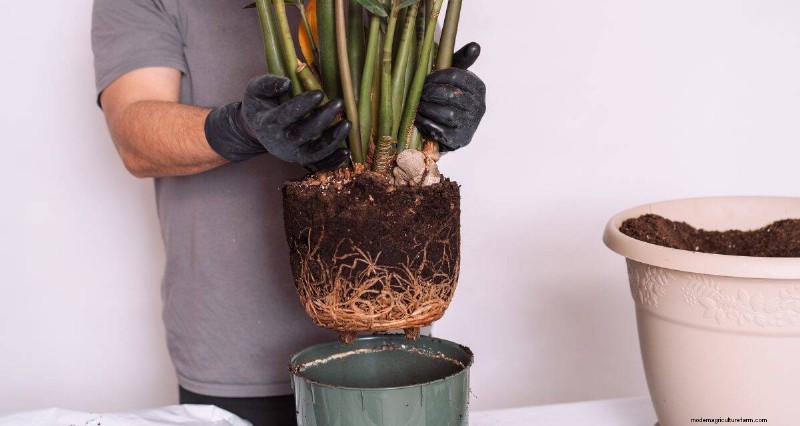 21 Signs Your Moisture-Loving Plants Need Repotting