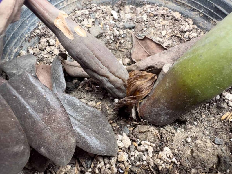21 Signs Your Moisture-Loving Plants Need Repotting