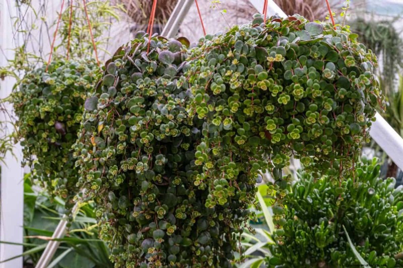 21 Signs Your Moisture-Loving Plants Need Repotting