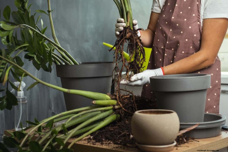 21 Signs Your Moisture-Loving Plants Need Repotting
