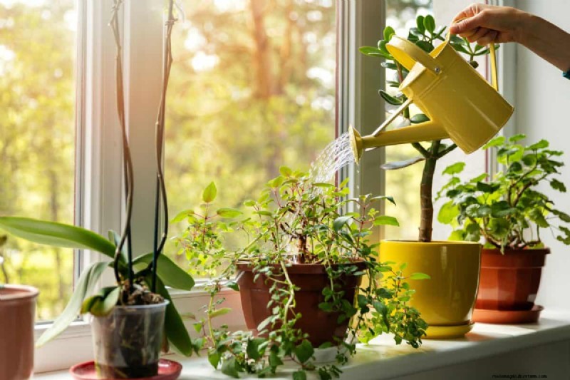 Indoor Plant Care: 25 Common Watering Mistakes to Avoid