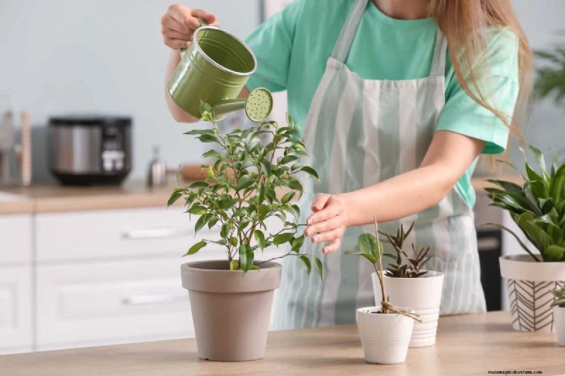 Indoor Plant Care: 25 Common Watering Mistakes to Avoid