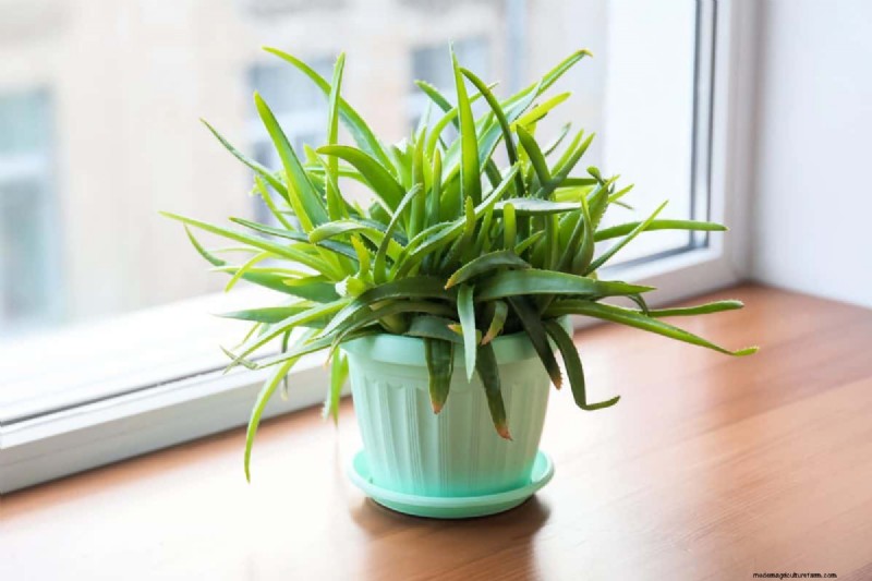 Indoor Plant Care: 25 Common Watering Mistakes to Avoid