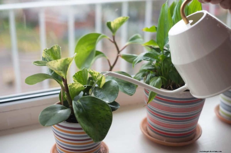 Indoor Plant Care: 25 Common Watering Mistakes to Avoid