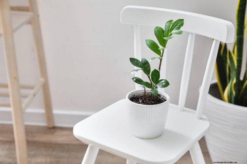 Indoor Plant Care: 25 Common Watering Mistakes to Avoid
