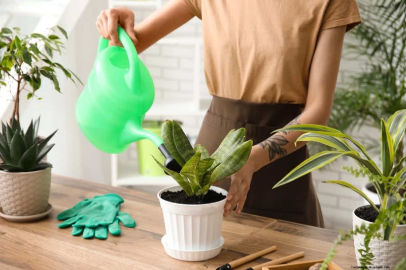 Indoor Plant Care: 25 Common Watering Mistakes to Avoid