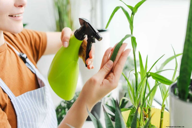 Indoor Plant Care: 25 Common Watering Mistakes to Avoid