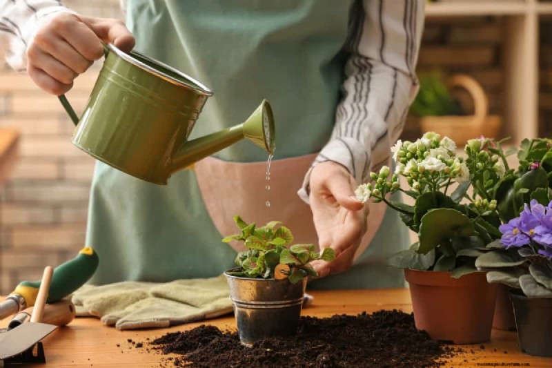 Indoor Plant Care: 25 Common Watering Mistakes to Avoid