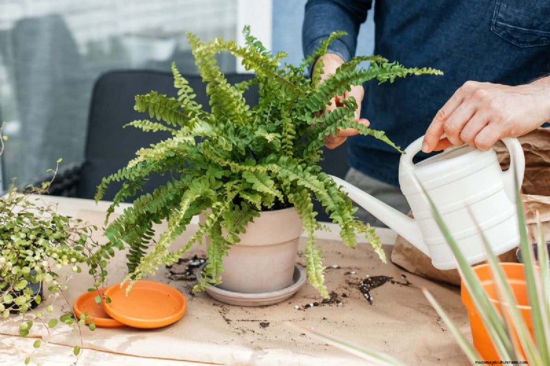 Indoor Plant Care: 25 Common Watering Mistakes to Avoid