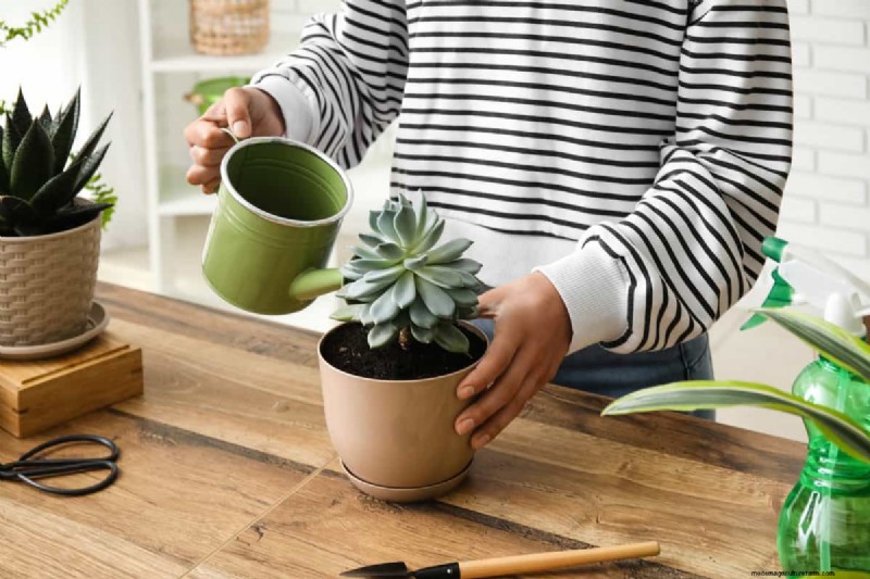 Indoor Plant Care: 25 Common Watering Mistakes to Avoid