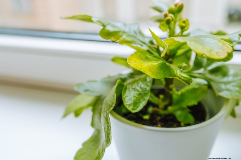 Indoor Plant Care: 25 Common Watering Mistakes to Avoid