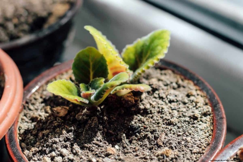 Indoor Plant Care: 25 Common Watering Mistakes to Avoid