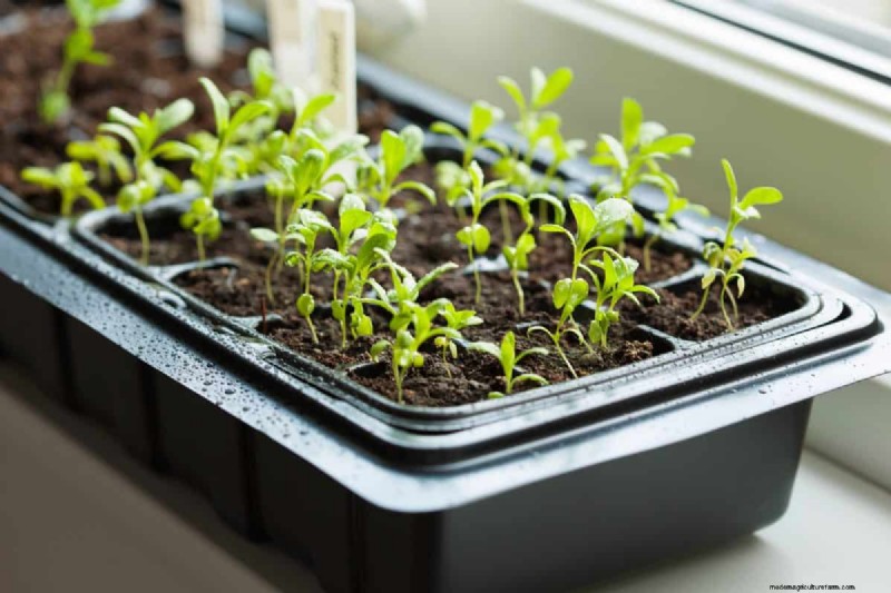 Indoor Plant Care: 25 Common Watering Mistakes to Avoid