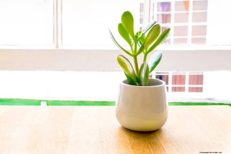 Indoor Plant Care: 25 Common Watering Mistakes to Avoid