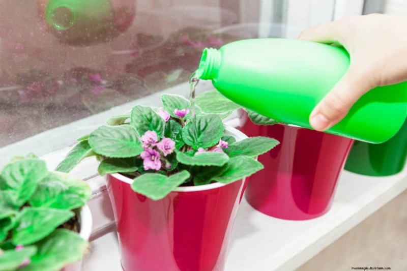 Indoor Plant Care: 25 Common Watering Mistakes to Avoid